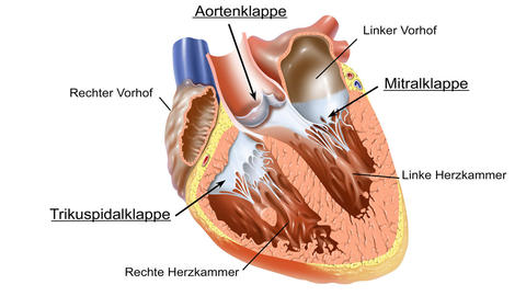 Anatomie der Herzklappen
