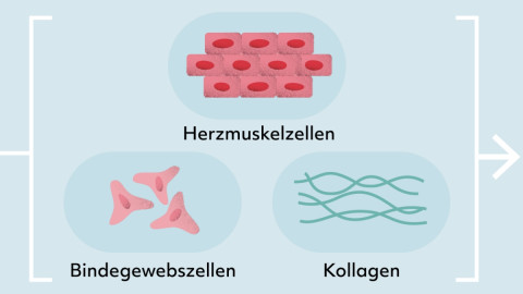 herzpflaster-Reprogrammierung (2)