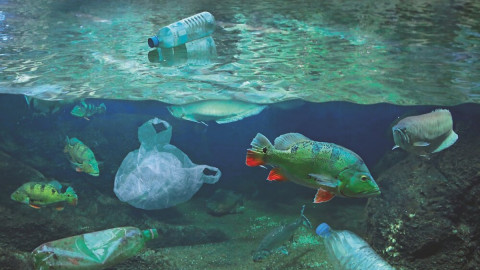 Eine Plastiktüte schwimmt im Meer, umgeben von Fischen