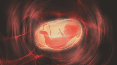 Fötus im Uterus