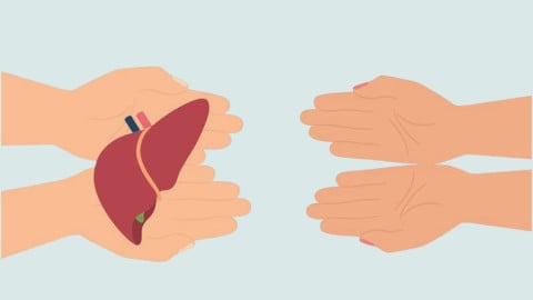 illustration, organspende, leber